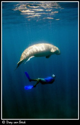 Dugong and snorkler. by Dray Van Beeck 